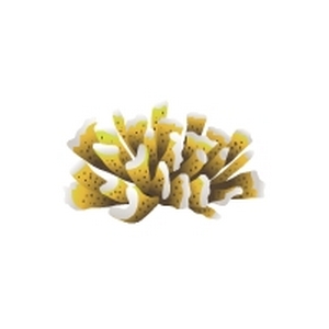 Gold Antler Coral Feeder